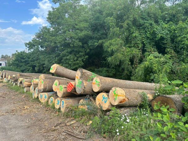 Buy ash wood logs for sale