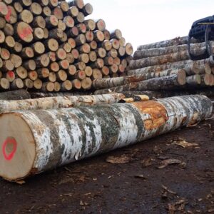 Buy ash wood logs for sale