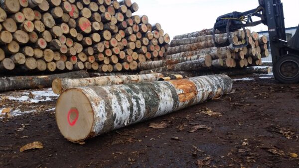 Buy ash wood logs for sale