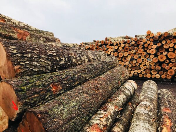 Buy birch wood logs for sale