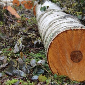Buy birch wood logs for sale