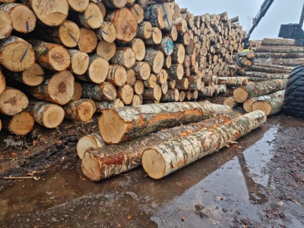 Buy birch wood logs for sale