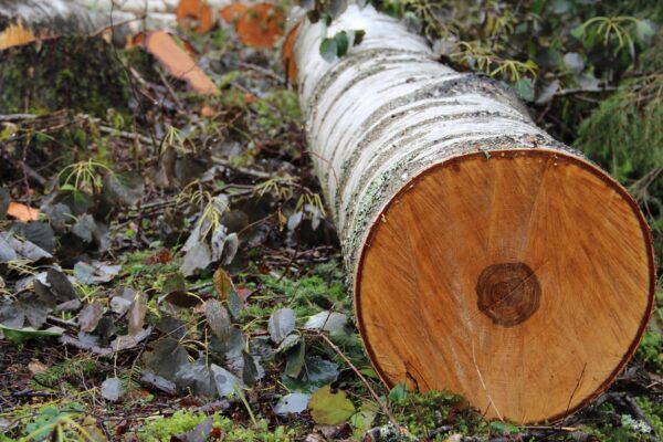 Buy birch wood logs for sale