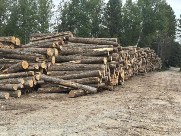 Buy cedar wood logs for sale online