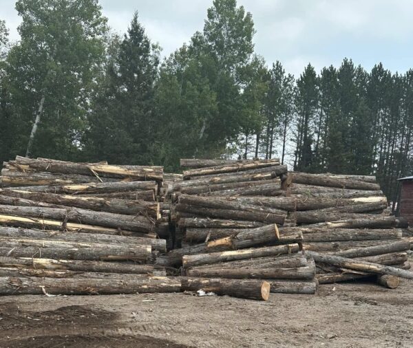 Buy cedar wood logs for sale online
