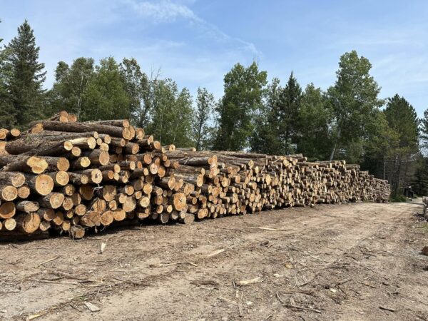 Buy cedar wood logs for sale online