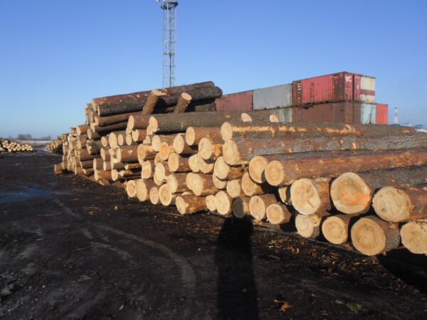 Buy cedar wood logs for sale online