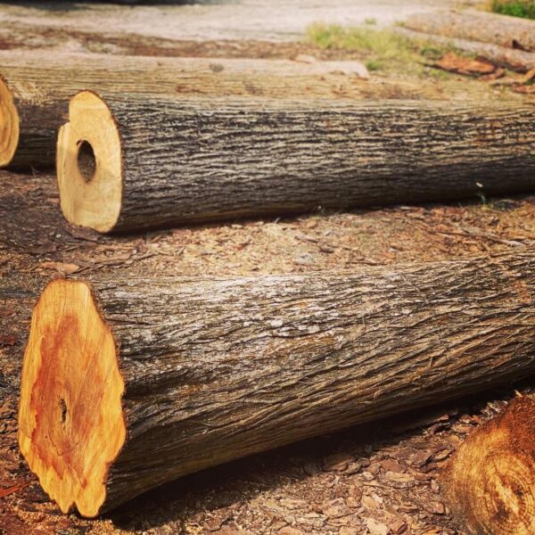 Buy cypress wood -timber logs for sale