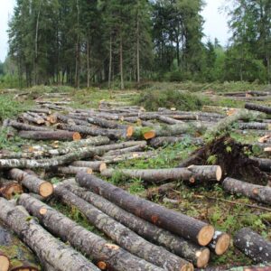 Buy cypress wood -timber logs for sale