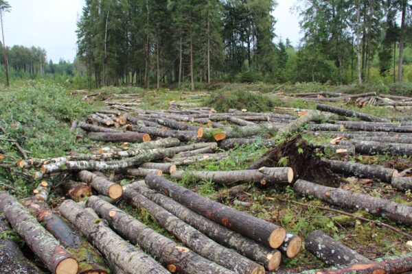 Buy cypress wood -timber logs for sale