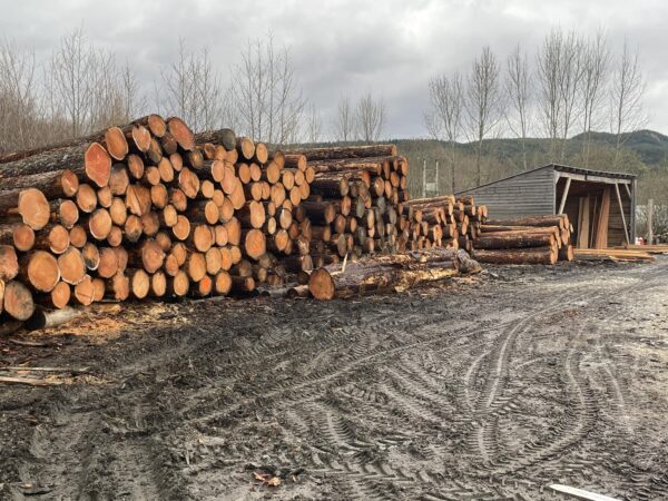 Buy douglas fir wood logs for sale online