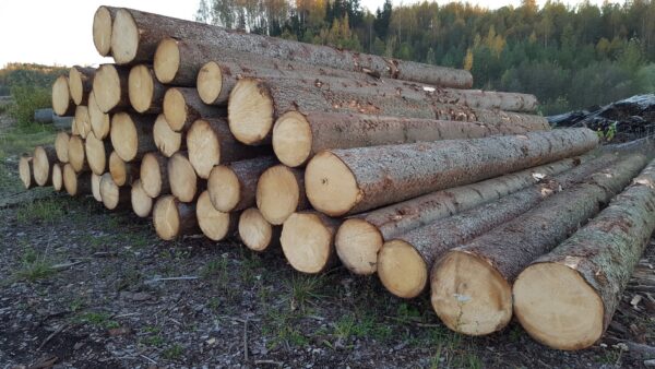Buy douglas fir wood logs for sale online