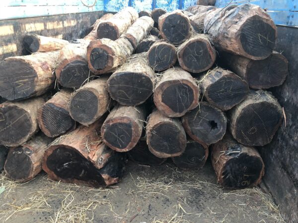 Buy ebony wood logs for sale