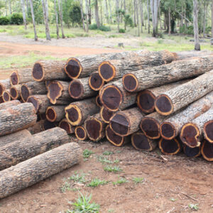 Buy ebony wood logs for sale