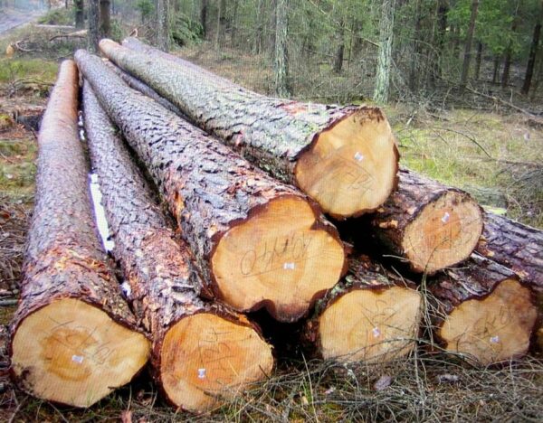 Buy european larch wood logs for sale online