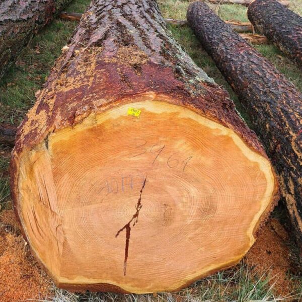 Buy european larch wood logs for sale online