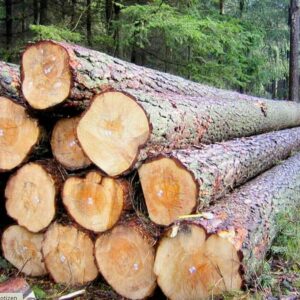 Buy european larch wood logs for sale online