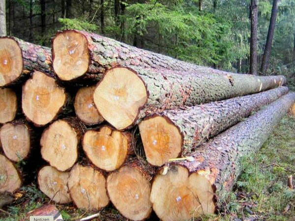 Buy european larch wood logs for sale online