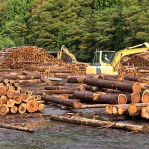 Buy ipe wood logs for sale
