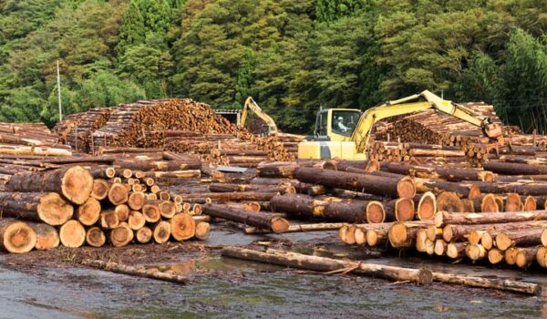 Buy ipe wood logs for sale