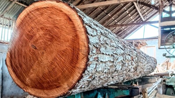 Buy mahogany wood logs for sale