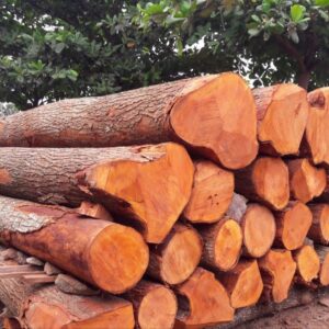 Buy mahogany wood logs for sale