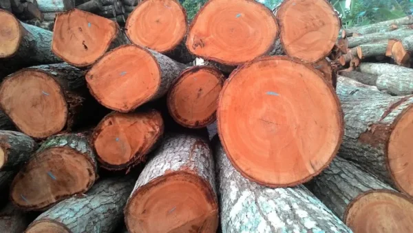 Buy mahogany wood logs for sale