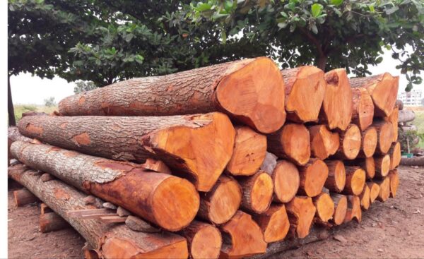 Buy mahogany wood logs for sale