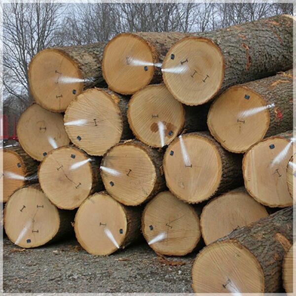 Buy maple wood logs Online