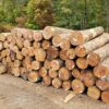 Buy maple wood logs for sale