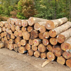 Buy maple wood logs for sale