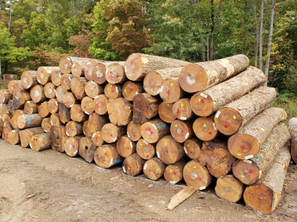 Buy maple wood logs for sale
