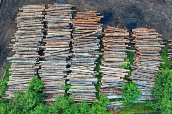 Buy merbau wood logs for sale
