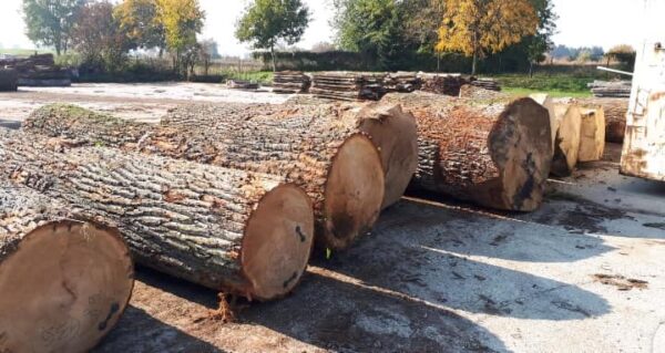 Buy oak wood logs for sale
