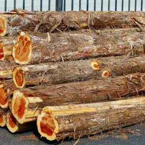 Buy red cedar wood logs for sale online