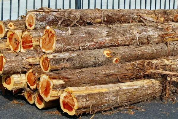Buy red cedar wood logs for sale online