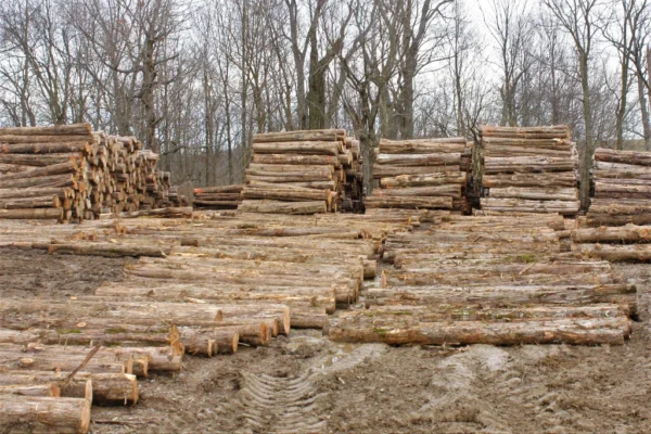 Buy red cedar wood logs online