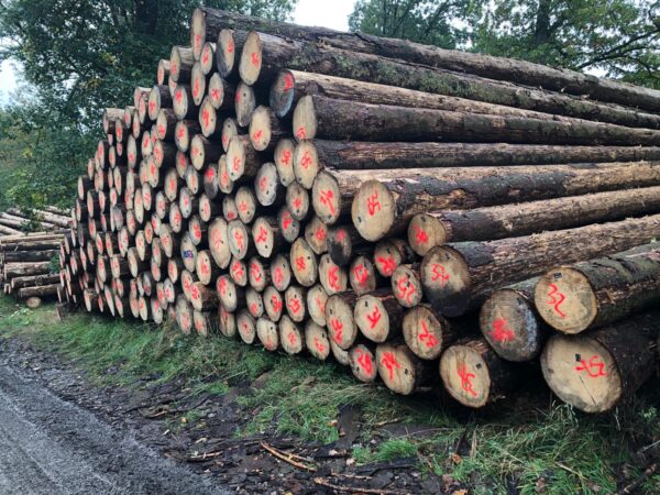Buy southern yellow pine logs for sale
