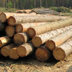 Buy southern yellow pine logs for sale online