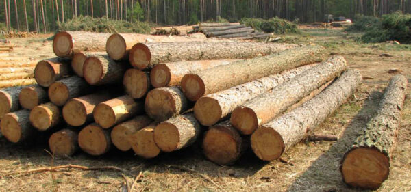 Buy southern yellow pine logs for sale online