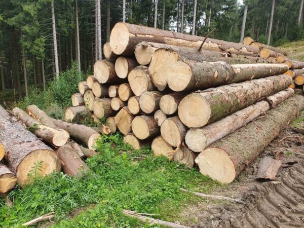 Buy southern yellow pine logs for sale online