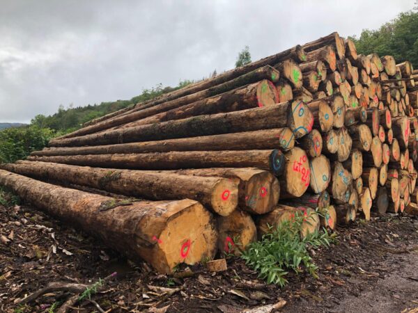 Buy southern yellow pine logs online