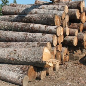 Buy tamarack wood logs for sale