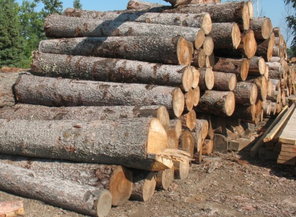 Buy tamarack wood logs for sale