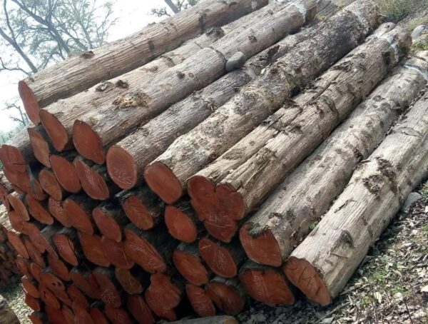 Buy teak wood logs online 2