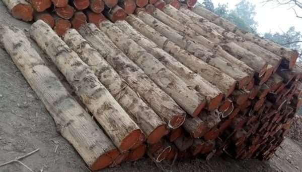 Buy teak wood logs online 8