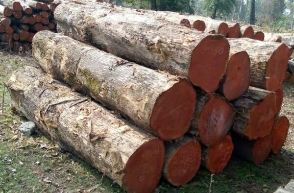 Buy teak wood logs online 9