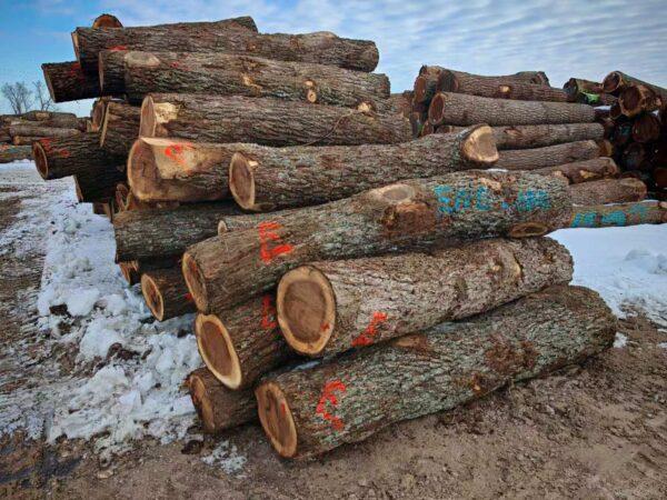 Buy walnut wood logs