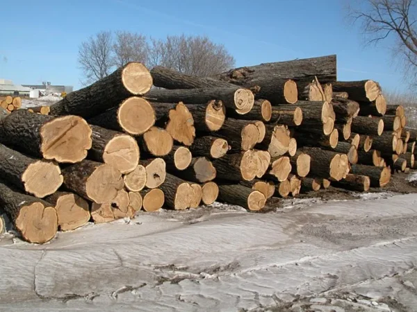 Buy walnut wood logs for sale