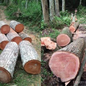 Buy wenge wood logs for sale